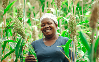 Puncak Nutrisi untuk Pertumbuhan (N4G)